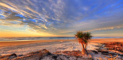 Pandanus Sunrise - Fraser Island - QLD T (PB5D 00 51A1829)